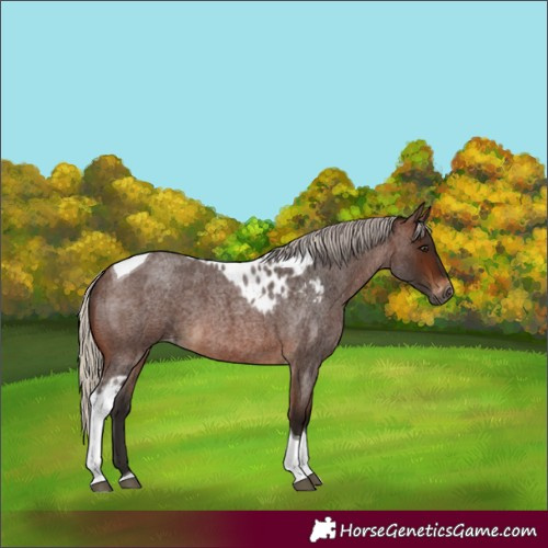 Horse Color:Gray Silver Bay Roan Tobiano Skewed LP Spotted