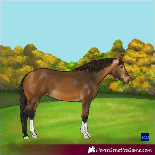 Horse Color:Gray Buckskin Appaloosa