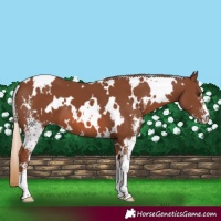 Horse Color:White Spotted Chestnut Sabino 
