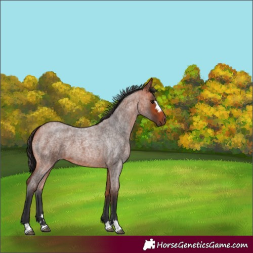 Horse Color:Unknown 