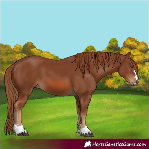Horse Color:Chestnut 