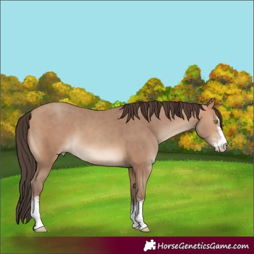 Horse Color:Amber Champagne Sabino 