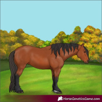 Horse Color:Bay 