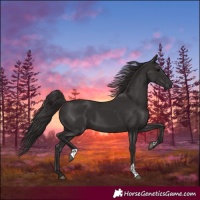 Horse Color:Smoky Black and Smoky Black