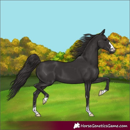 Horse Color:Smoky Black  and Smoky Black 