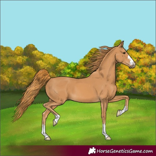 Horse Color:Chestnut 