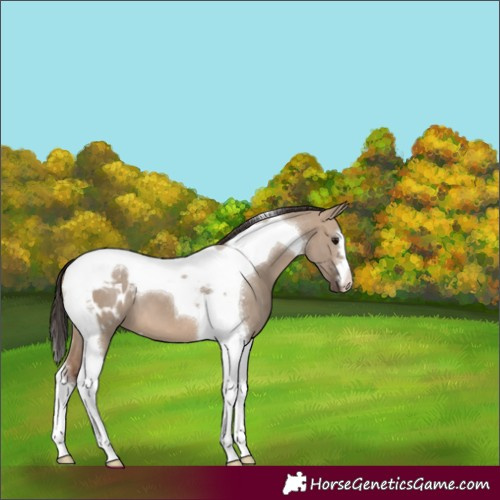 Horse Color:Brown Dun Tobiano Blanket 