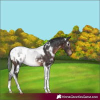 Horse Color:White Spotted Brown Tobiano Appaloosa Rabicano