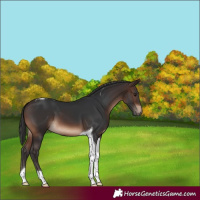 Horse Color:Brown Tobiano