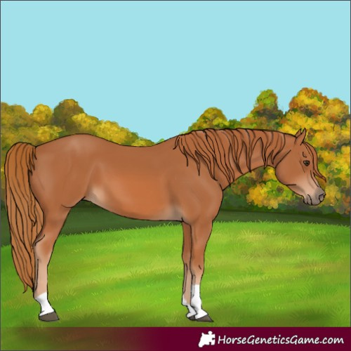 Horse Color:Chestnut Tobiano 