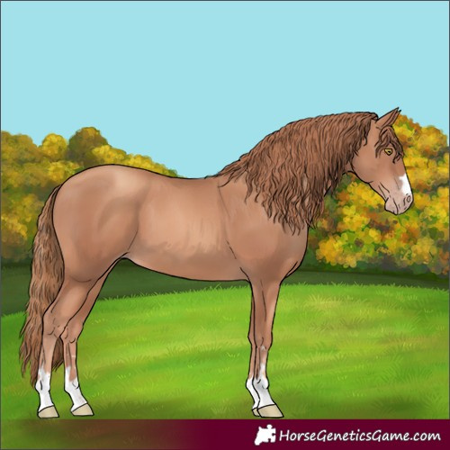 Horse Color:Unknown 