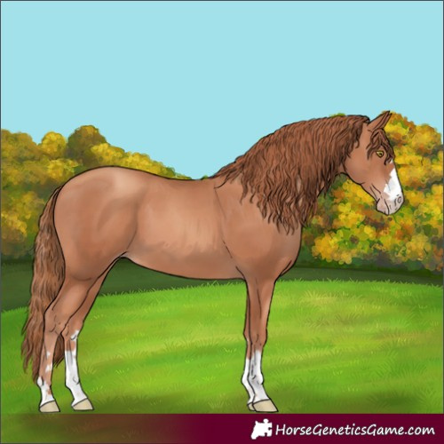 Horse Color:Gold Champagne