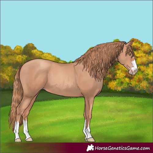 Horse Color:Gold Champagne