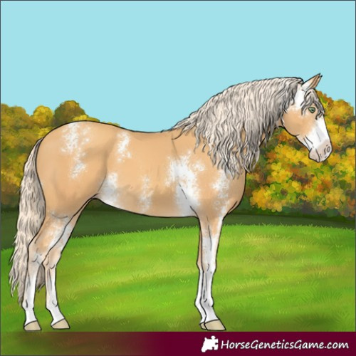 Horse Color:Gold Cream Champagne Sabino 