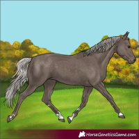 Horse Color:Silver Black