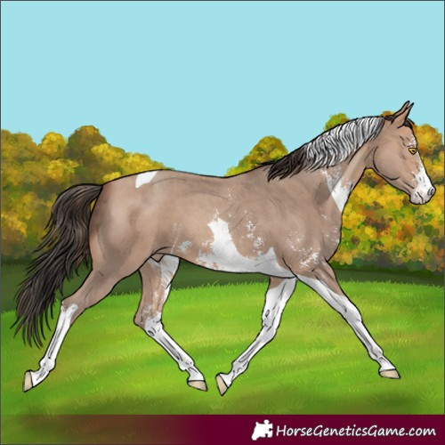 Horse Color:Amber Champagne Sabino Tobiano