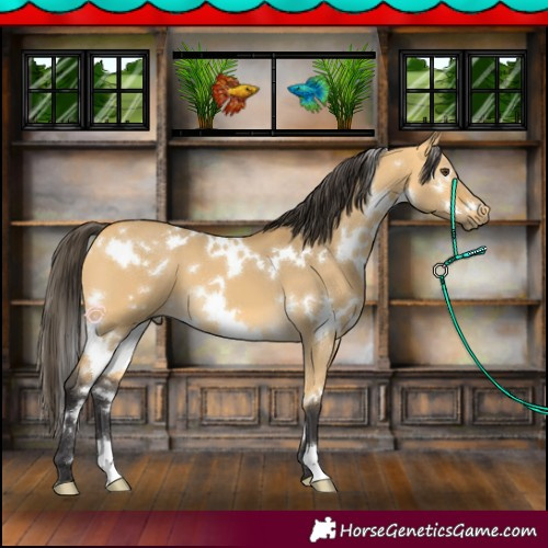 Horse Color:White Spotted Buckskin Dun 