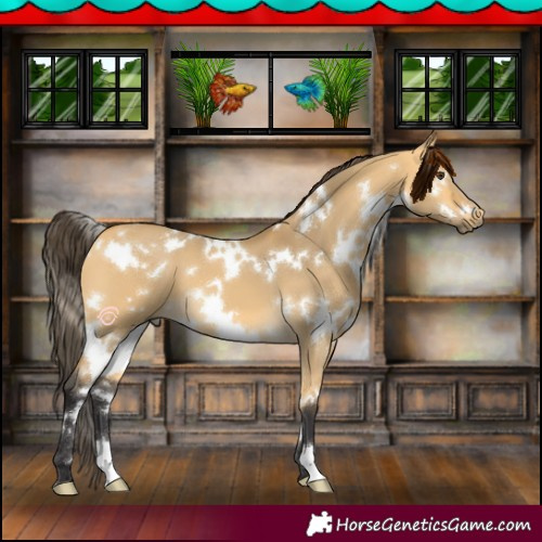 Horse Color:White Spotted Buckskin Dun 