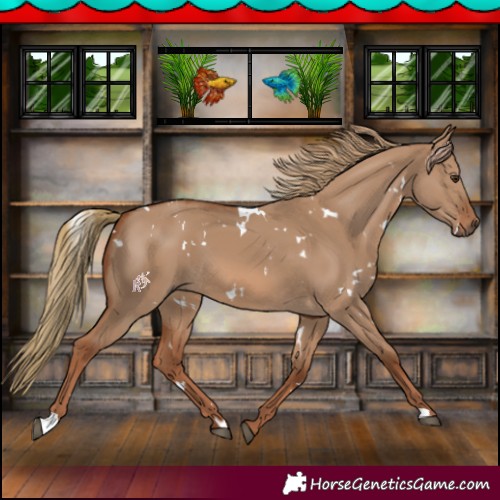 Horse Color:White Spotted Red Dun 