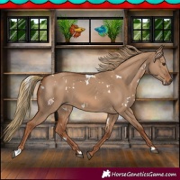 Horse Color:White Spotted Red Dun