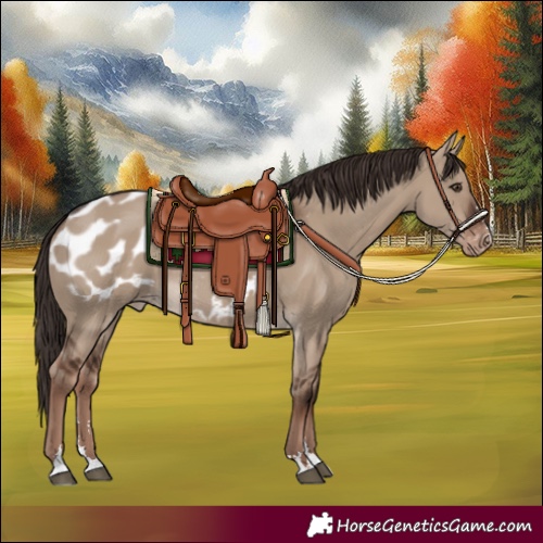 Horse Color:Liver Red Dun Appaloosa Rabicano