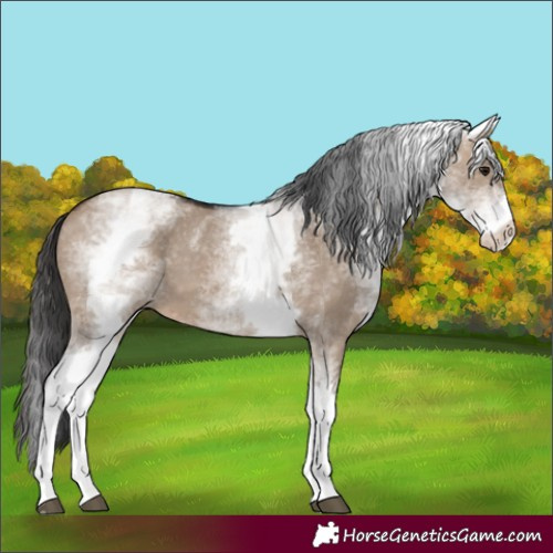 Horse Color:White Spotted Brown Dun 