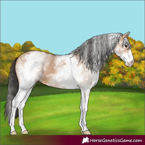 Horse Color:White Spotted Bay Dun 