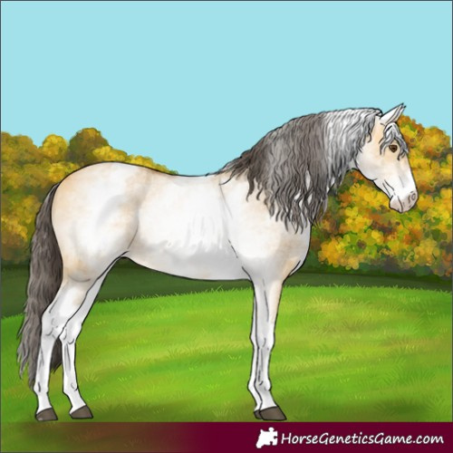 Horse Color:White Spotted Buckskin Dun 