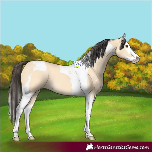 Horse Color:Buckskin Dun Splash Tobiano 