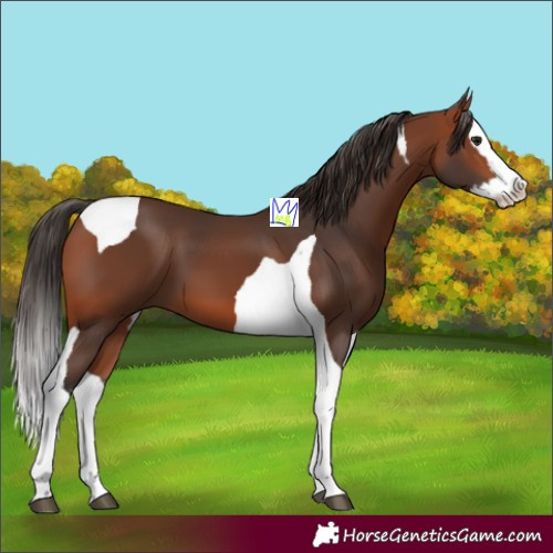 Horse Color:Bay Splash Tobiano