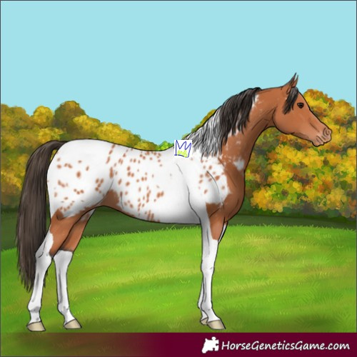 Horse Color:Bay Tobiano Appaloosa 