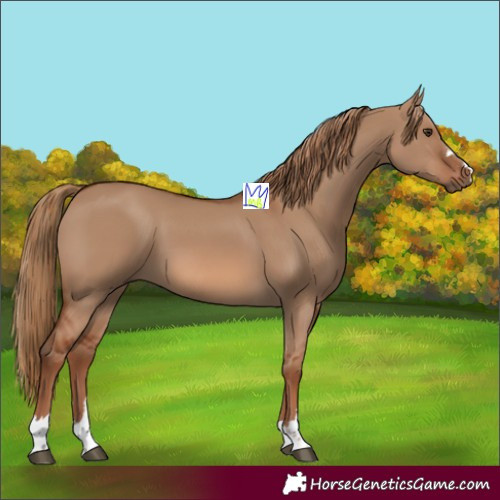 Horse Color:Red Dun 