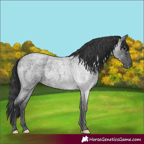 Horse Color:Blue Roan 
