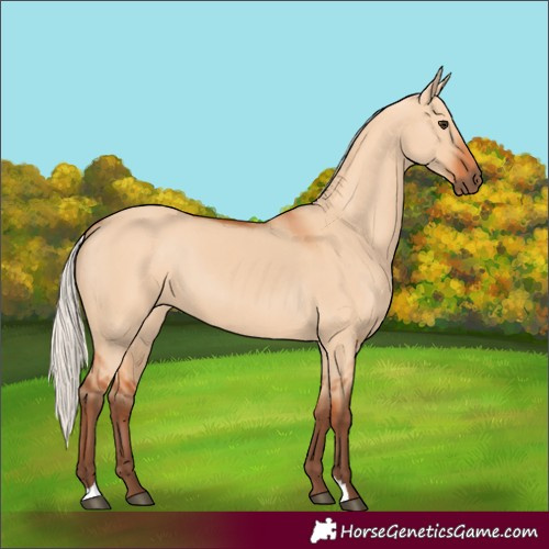 Horse Color:Silver Bay Dun 