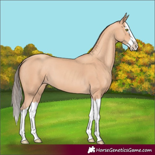 Horse Color:Amber Champagne Splash 