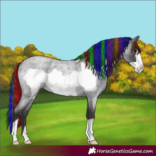 Horse Color:Painted Smoky Blue Roan Frame Rabicano 