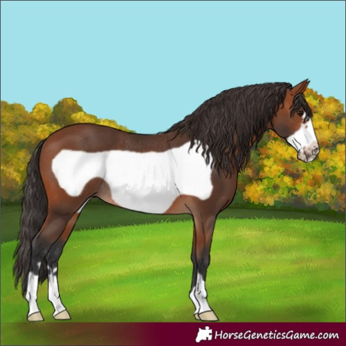 Horse Color:Bay Frame Rabicano 