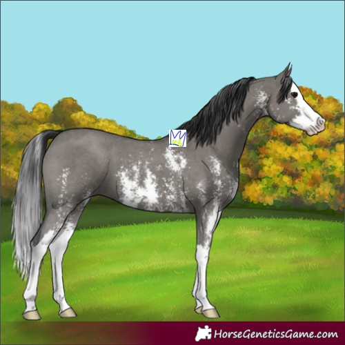 Horse Color:Grullo Sabino Splash 