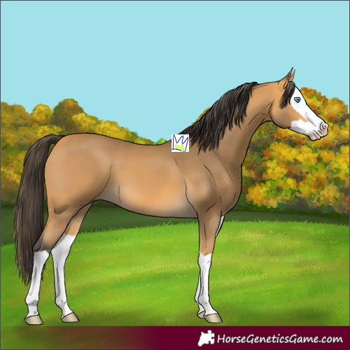 Horse Color:Buckskin Splash 