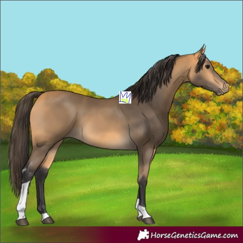 Horse Color:Buckskin Tobiano 