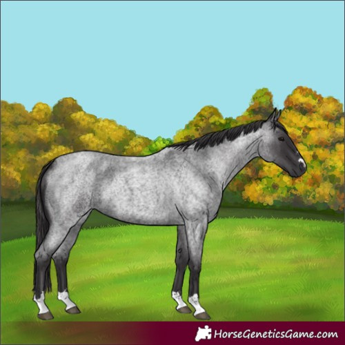 Horse Color:Smoky Blue Roan