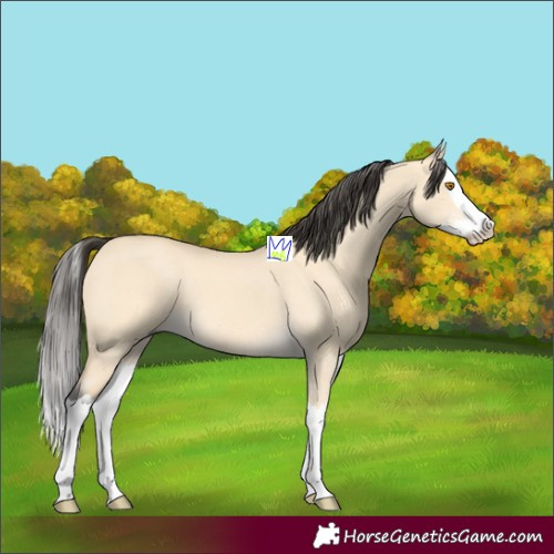 Horse Color:Buckskin Dun Splash 