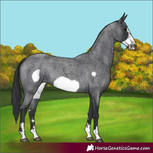 Horse Color:Blue Roan Frame 