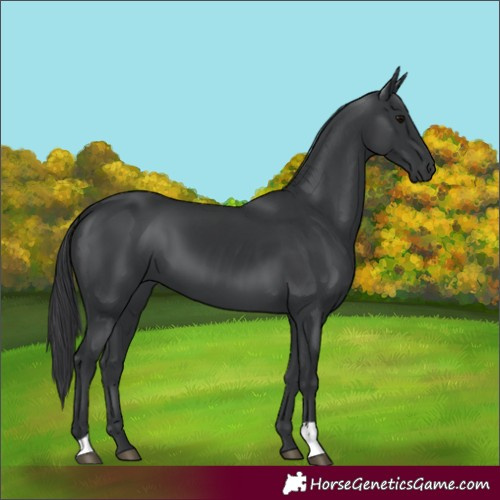 Horse Color:Black 