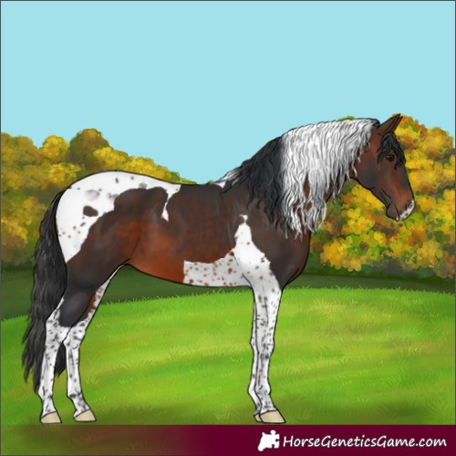 Horse Color:Brown Tobiano