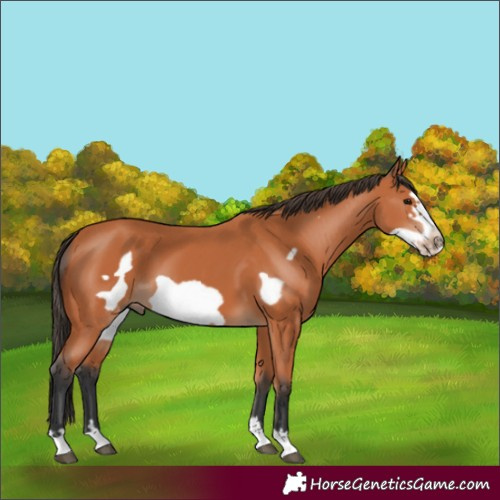 Horse Color:Bay Frame 