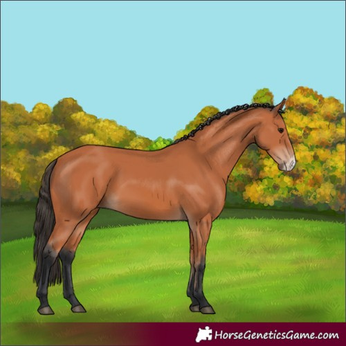 Horse Color:Bay Frame 