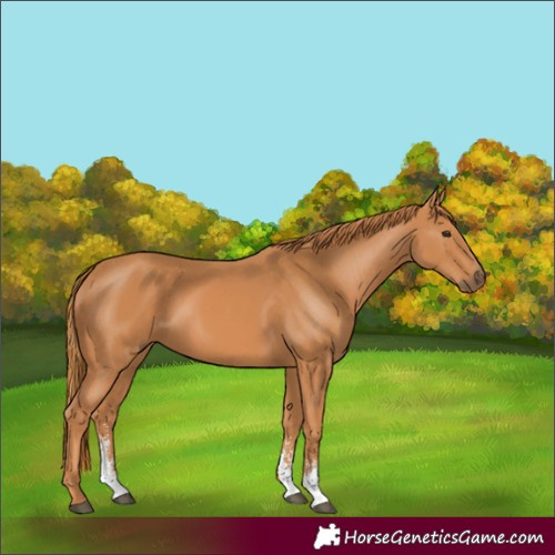 Horse Color:Unknown 