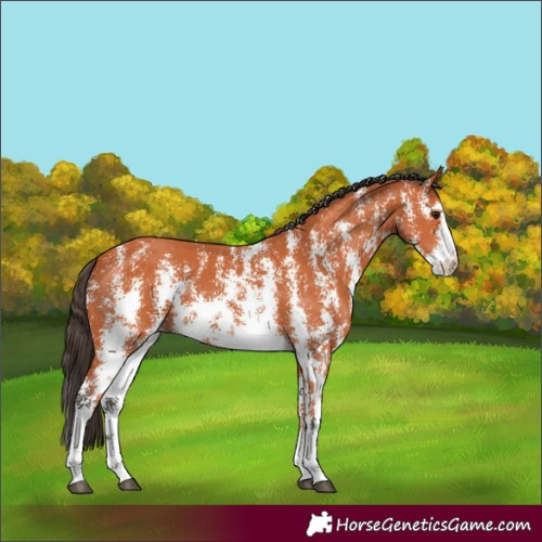 Horse Color:Bay Sabino 