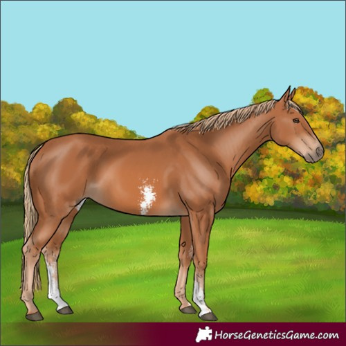 Horse Color:Chestnut Sabino